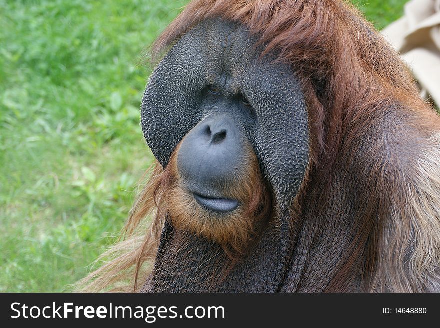 Large image of the big terrible orangutan