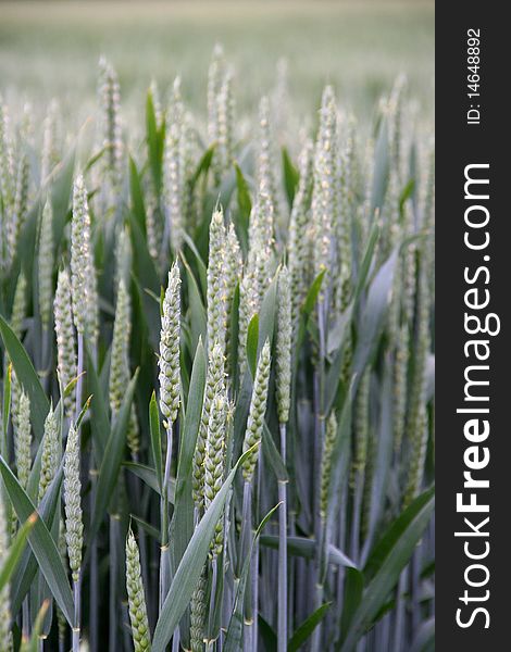 Wheat Spike And Plant Macro