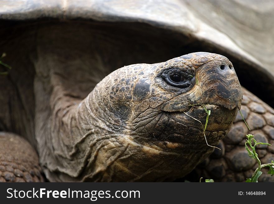 Large image of a head of very big tortoise