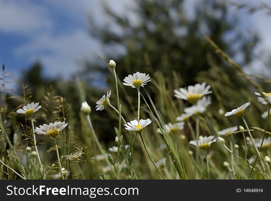 Daisy and sky in spring