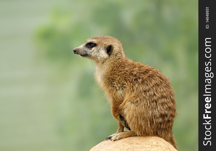 Meerkat or suricate (Suricata, suricatta)