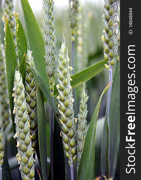 Wheat spike and plant macro