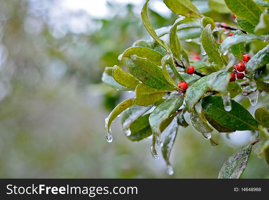 Frozen Plant with Berries