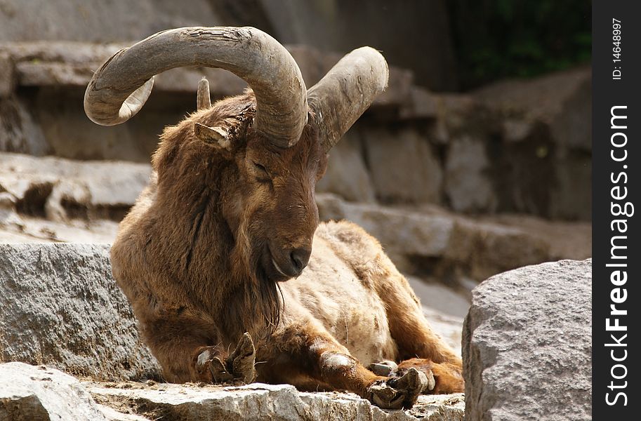 The east Caucasian tur (Capra cylindricornis) is a mountain dwelling goat found only in the eastern half of the Caucasus Mountains. zoo, Moscow, Russia