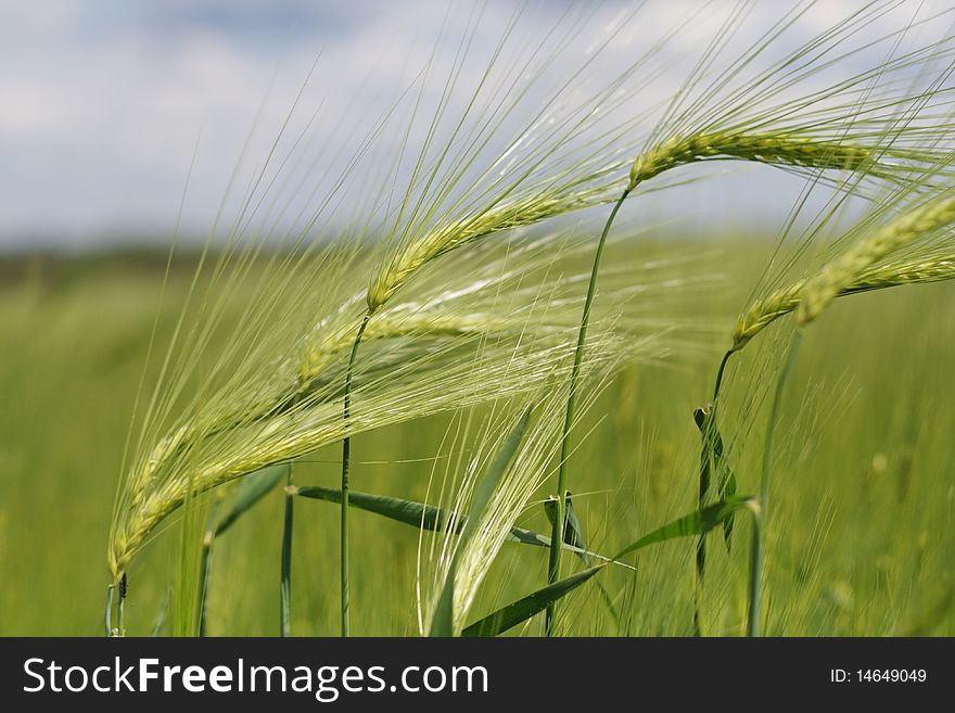 Background meal green wheats field