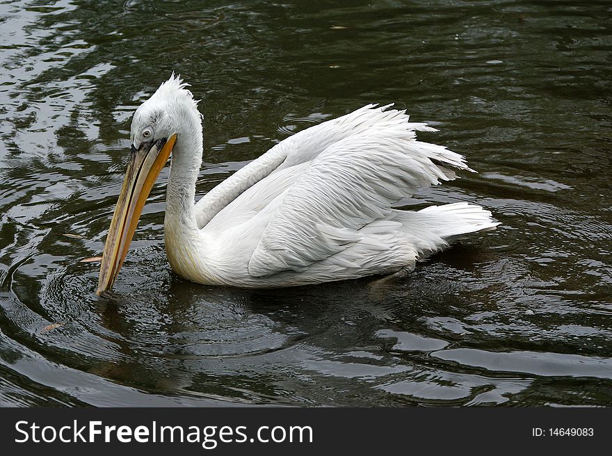 The large image of the big white pelican, zoo, Moscow, Russia