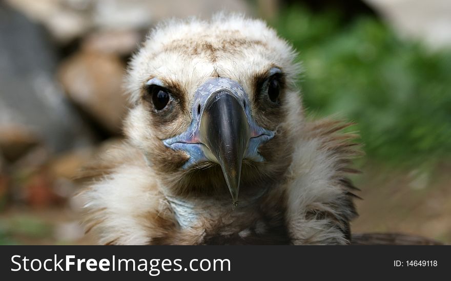 Large image Griffin Vulture (Gyps fulvus), zoo, Moscow, Russia