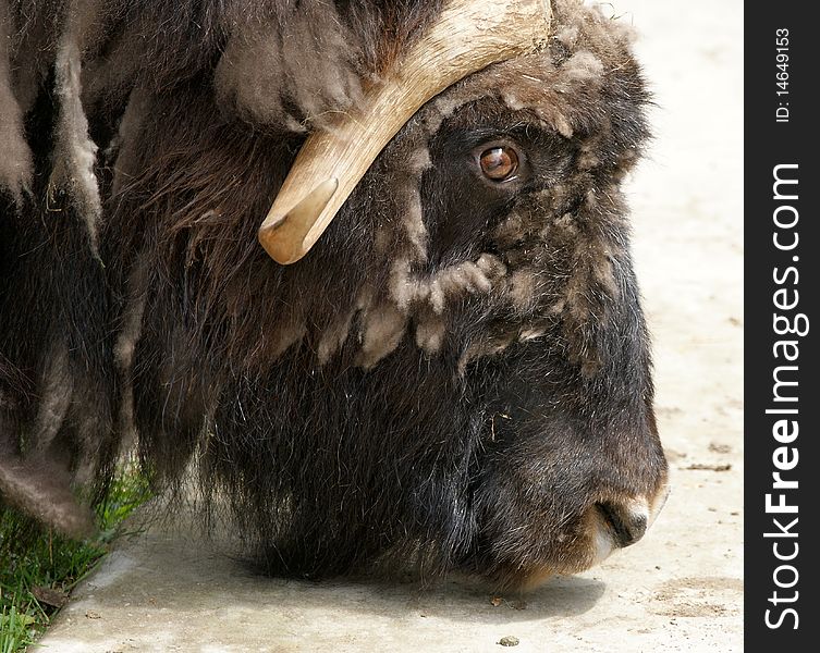 Large-scale image of a head with horns bison, zoo, Moscow, Russia