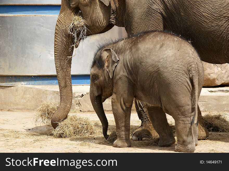 Mother elephant with her baby, zoo, Moscow, Russia