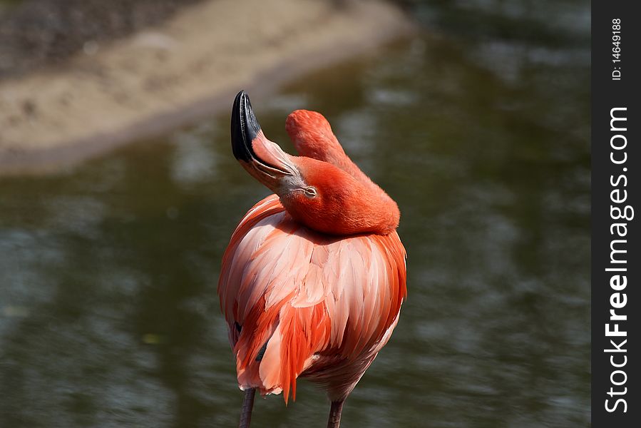 Large image of red flamingos