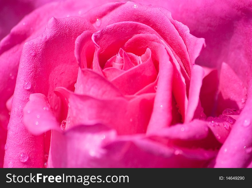 Close up of pink rose in full blossom with water drops. Close up of pink rose in full blossom with water drops