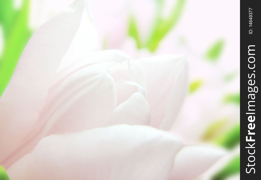 Pink tulip close-up on a light background. soft focus.