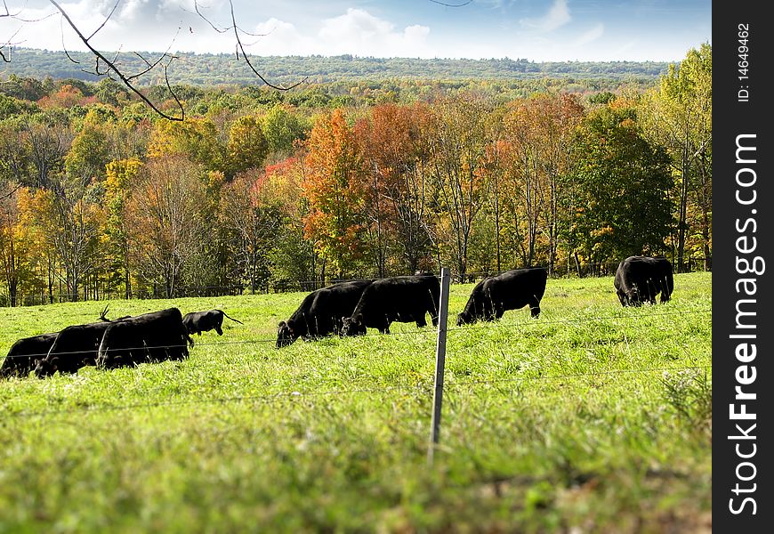 Black cows grazing in a green field with changing autumn leaves behind. Black cows grazing in a green field with changing autumn leaves behind