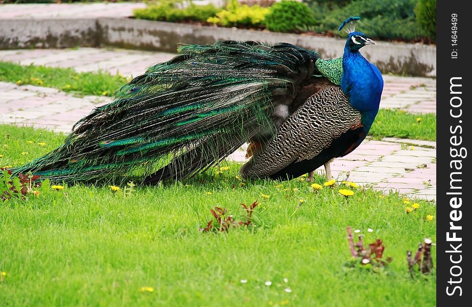 Image of a peacock in the park. Image of a peacock in the park