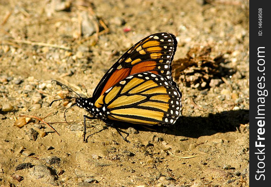 Monarch butterfly closeup sitting on patch of dirt