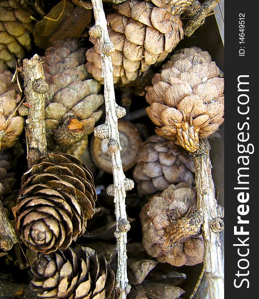 Closeup of a twigs and pinecones