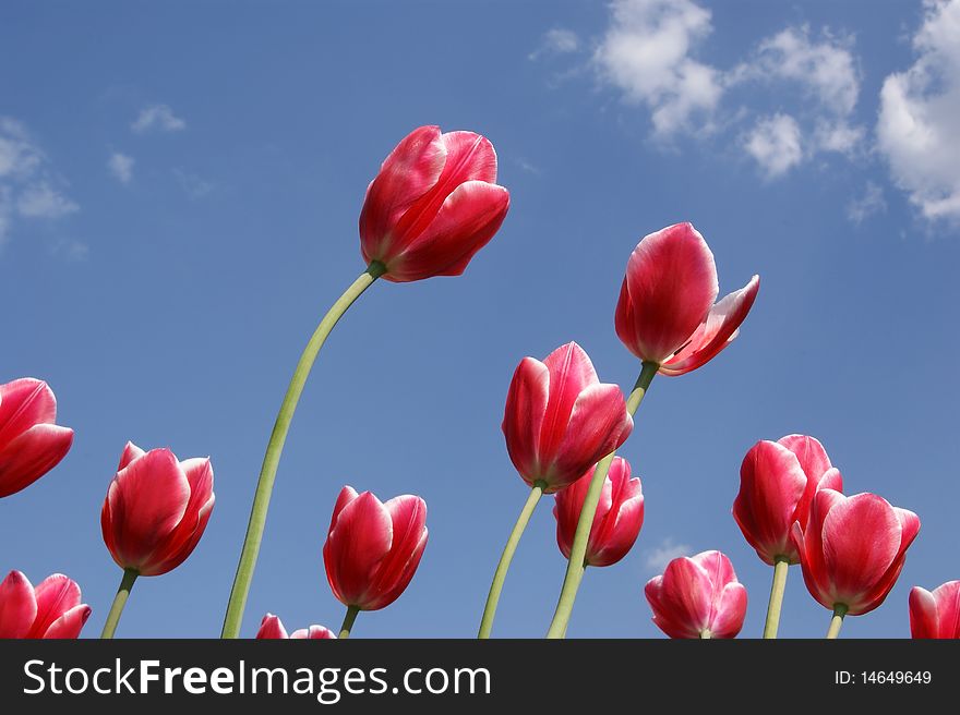 Beautiful red tulips against the blue sky with clouds in the sunny weather