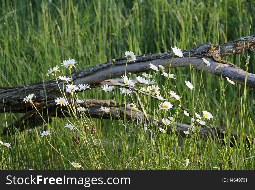 Camomile daisies framed by a fallen tree branch in the tall grass. Camomile daisies framed by a fallen tree branch in the tall grass.