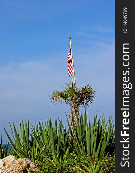 American Flag in Palm Tree Sanibel Florida