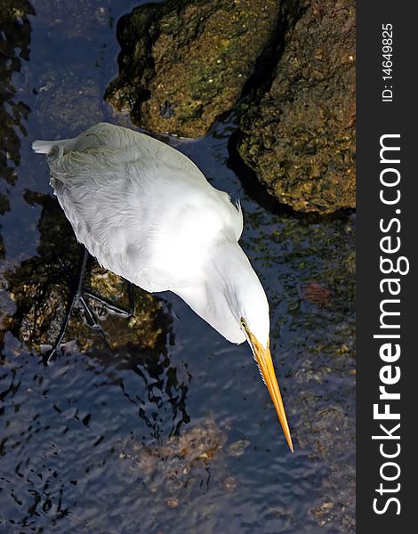 Great Egret Ding Darling Wildlife Refuge Florida