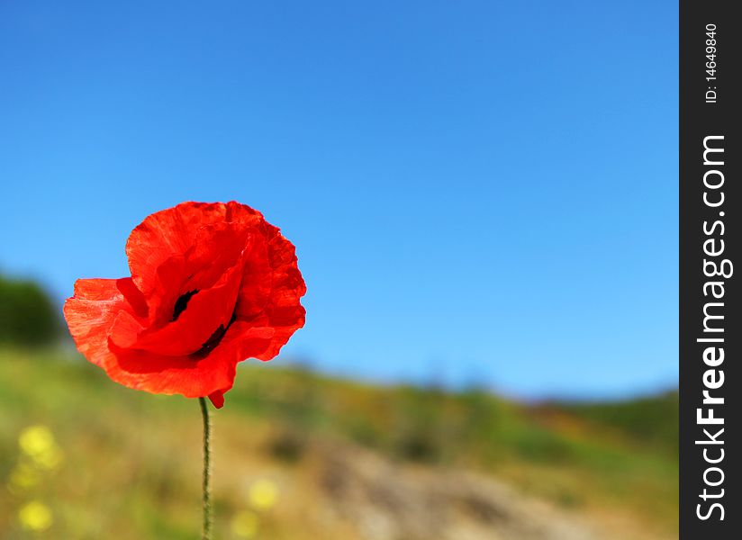 Picture of one red poppy and blue sky