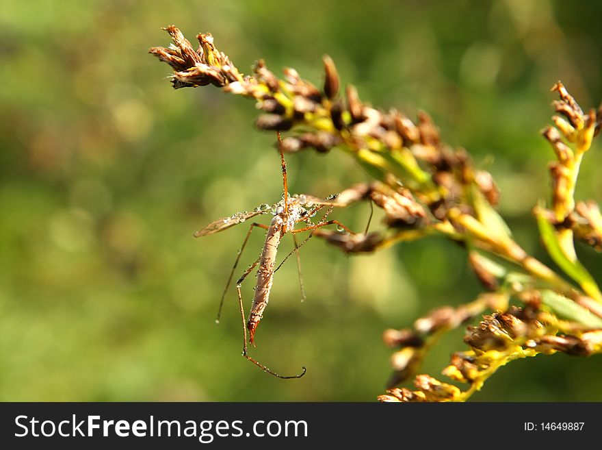 Crane Fly In Morning Sun In Dew