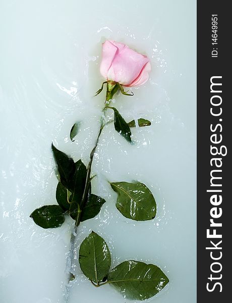 Fresh pink rose in water with milk and drops