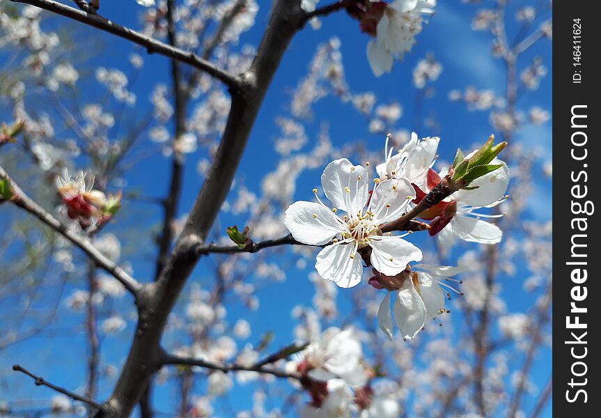 Delicate white cherry petals in the garden in spring. Delicate white cherry petals in the garden in spring