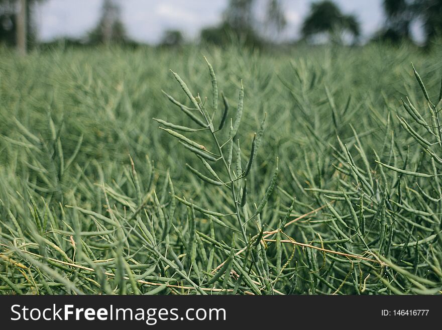 An image of field of rape