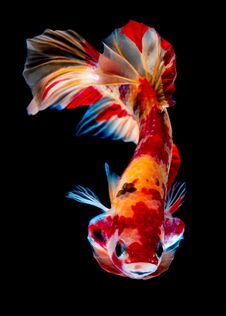 Betta Fish Fight In The Aquarium Stock Images