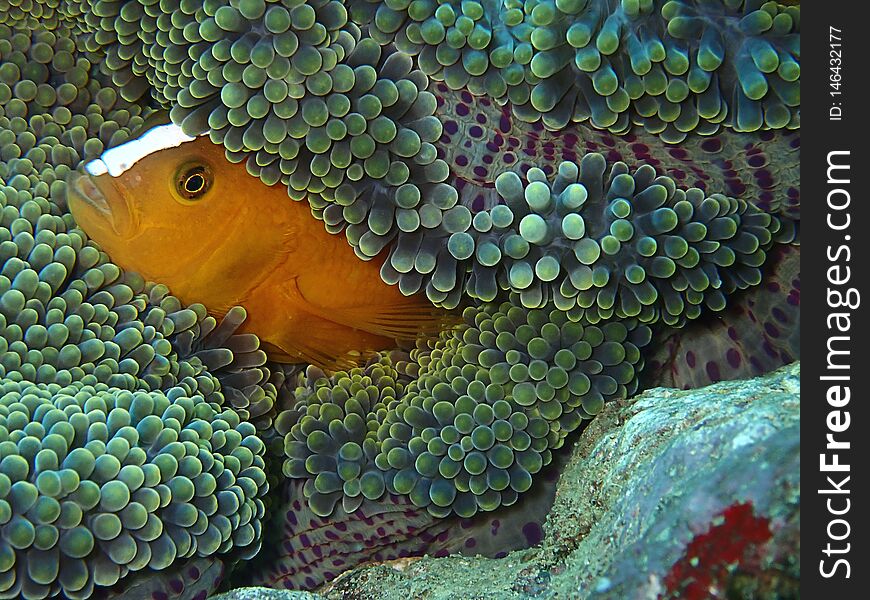 Closeup And Macro Shot Of  Amphiprion Perideraion Also Known As The Pink Skunk Clownfish Or Pink Anemonefish During The Leisure Di