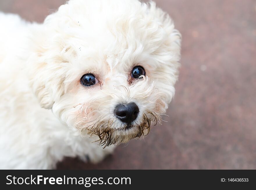 Curly Puppy Of Bichon Frise