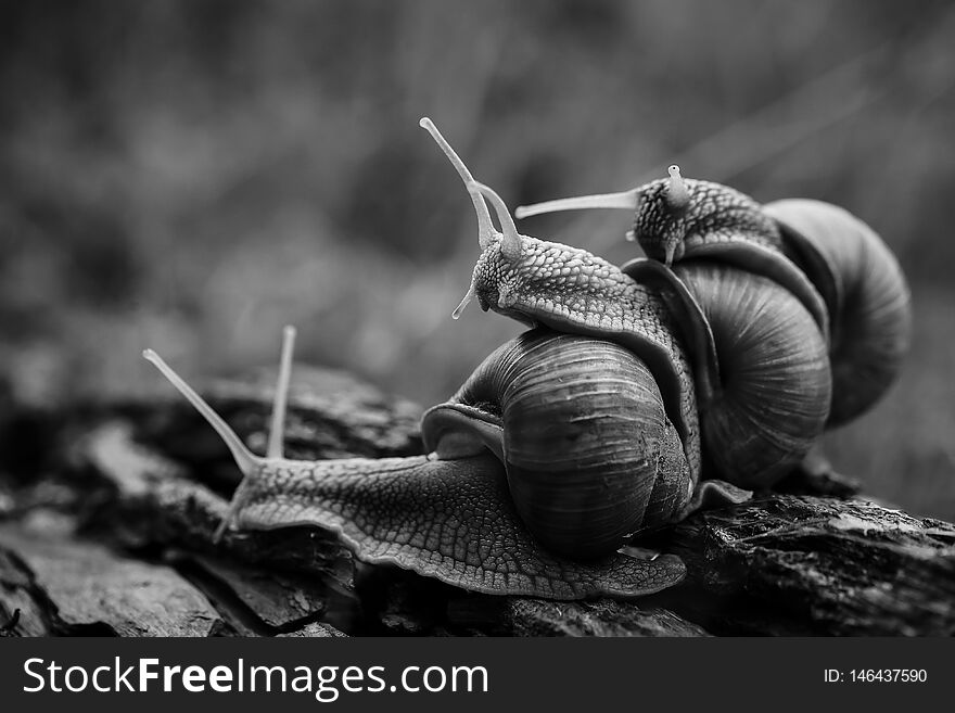 Three big snails crawl one on one in the forest