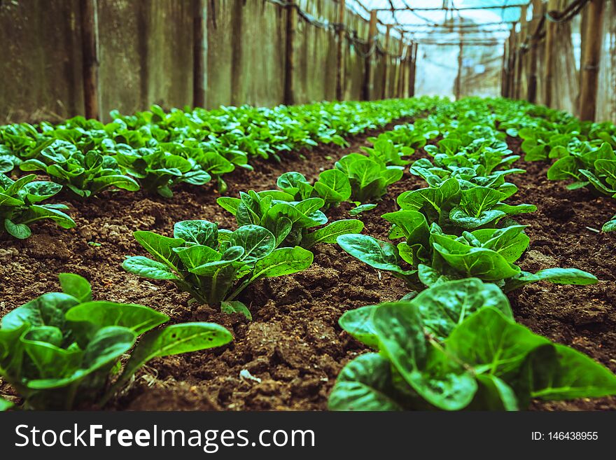 Organic vegetable salad baby green cos lettuce growing house. organic vegetable. gardening agriculture.