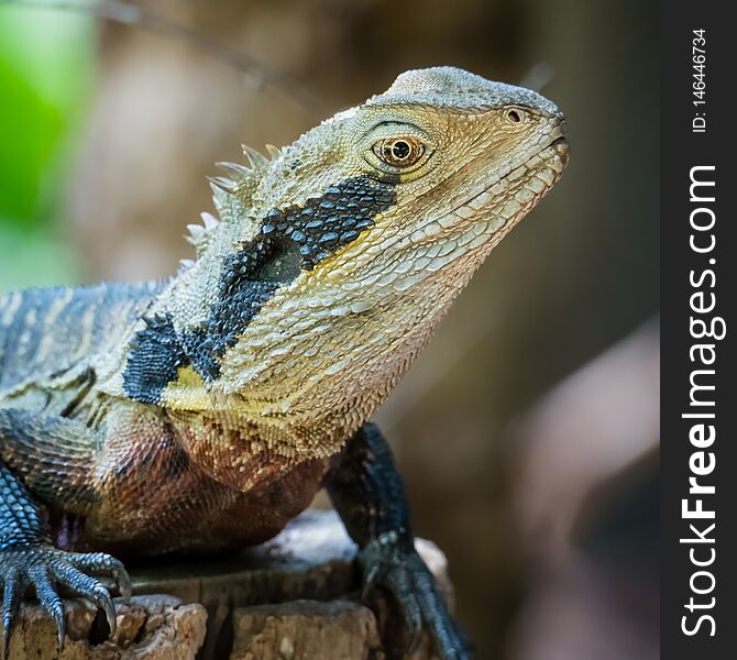 Close up of male Australian Eastern Water Dragon, Intellagama lesueurii lesueurii, sitting on a log. Close up of male Australian Eastern Water Dragon, Intellagama lesueurii lesueurii, sitting on a log