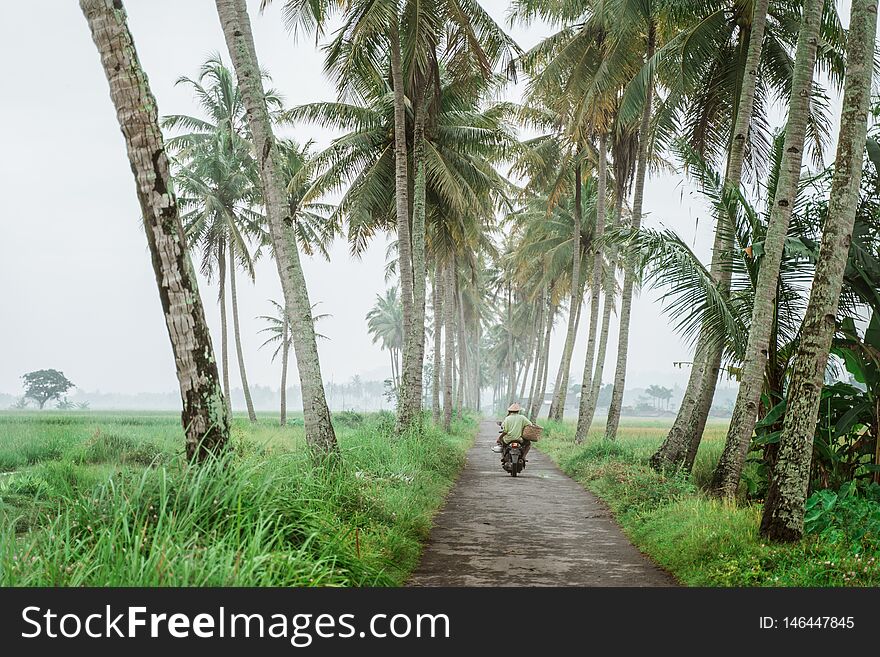 Man with motorcycle going between coconut tree in country road. Man with motorcycle going between coconut tree in country road