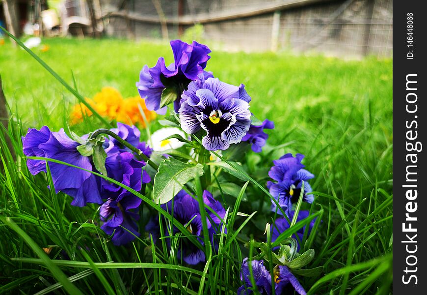 Blue Flowers And Green Grass