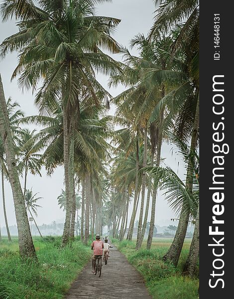 Father and son ride bicycle in between road with coconut tree in the morning. Father and son ride bicycle in between road with coconut tree in the morning