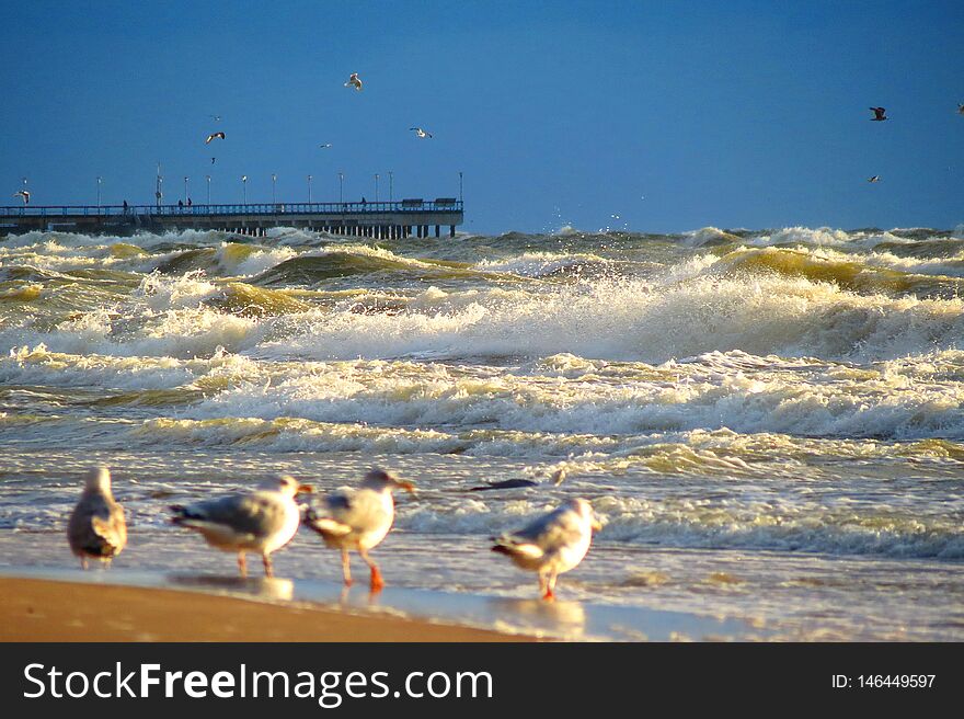 Seagull birds on Baltic sea coast and long wooden pier. Seagull birds on Baltic sea coast and long wooden pier