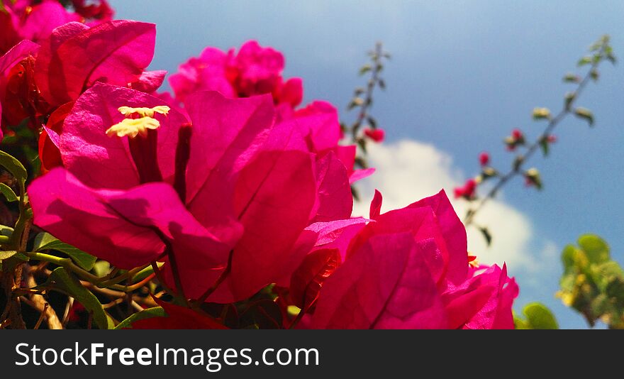 A Bright Pink Bogainvillea Flowers in Summer close up image