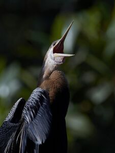 Free African Darter Anhinga Rufa Stock Photo - 146487630