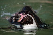 Free Humboldt Penguin & X28;Spheniscus Humboldti& X29; Royalty Free Stock Photo - 146487955