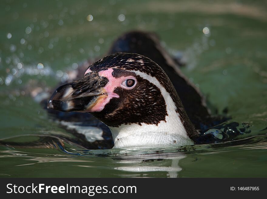 Humboldt penguin & x28;Spheniscus humboldti& x29