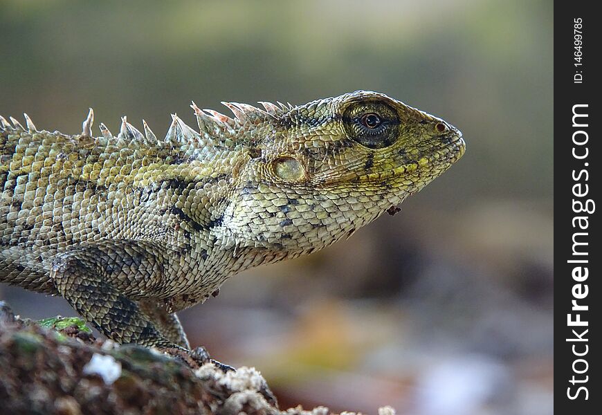 Beautiful macrophoto of Oriental garden lizard