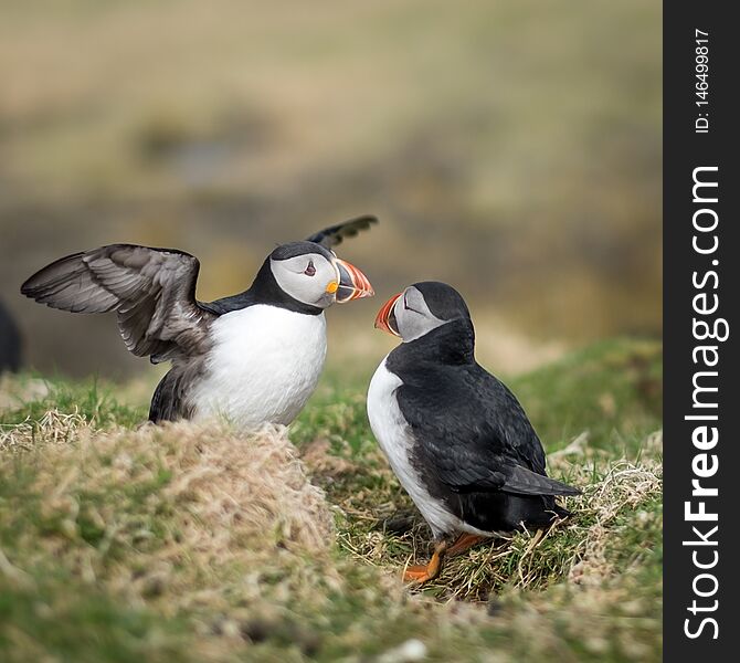 Two puffins interacting on the Scottish island of Lunga. Shallow depth of field