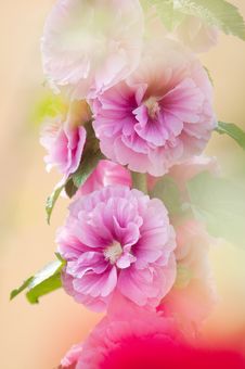 Hollyhock Royalty Free Stock Image Hollyhock Royalty Free Stock Image