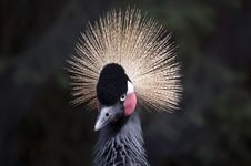African Crowned Crane Stock Photos African Crowned Crane Stock Photos