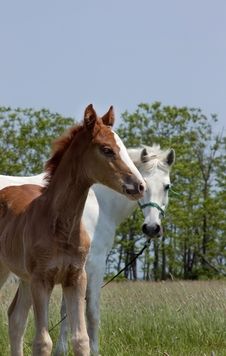 Mare And Foal Stock Photography Mare And Foal Stock Photography