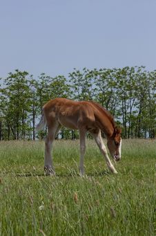 Foal Royalty Free Stock Photo