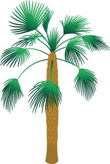 Tropical Palm Tree Stock Images Tropical Palm Tree Stock Images